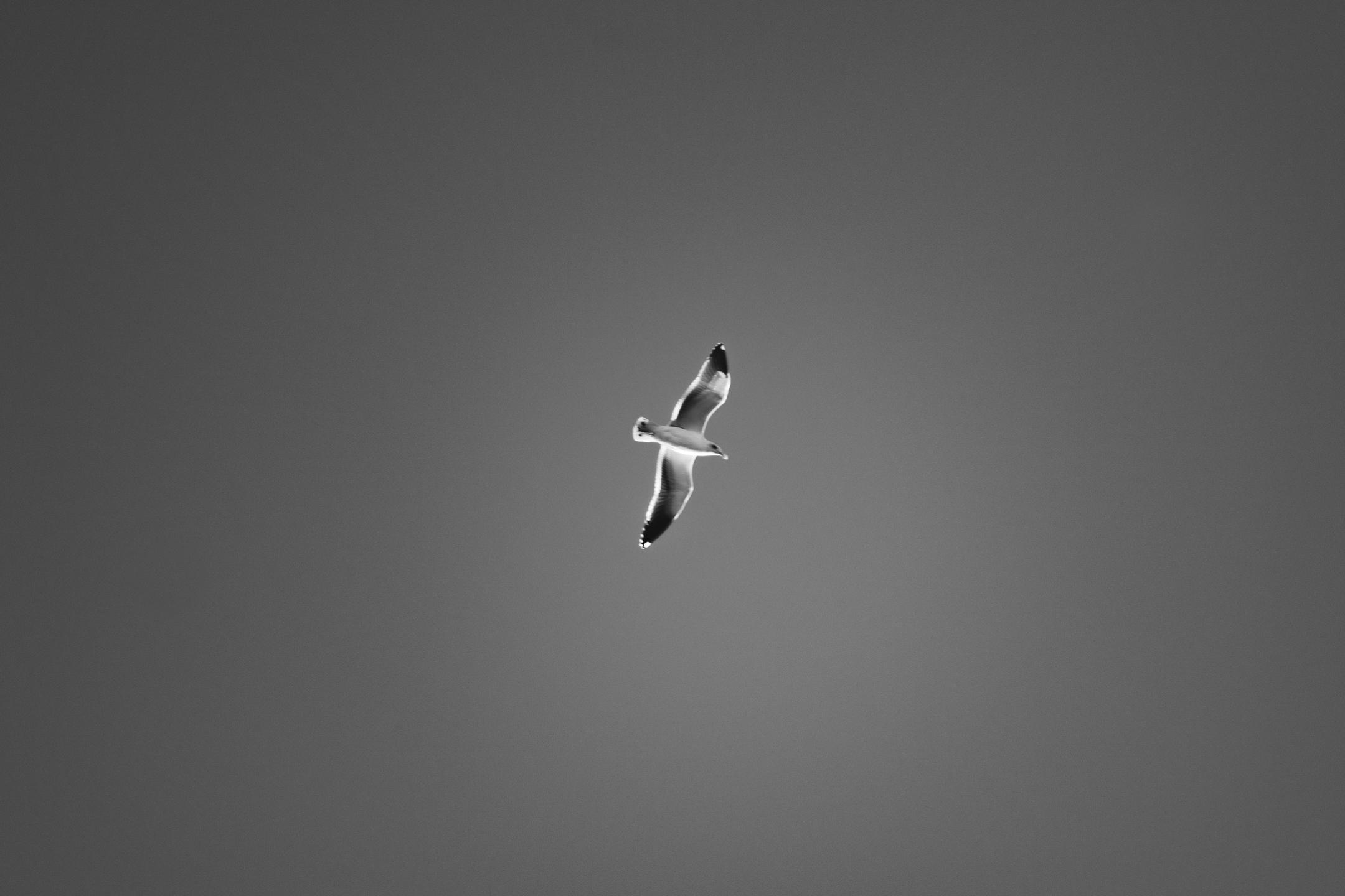 Description for IDO06240